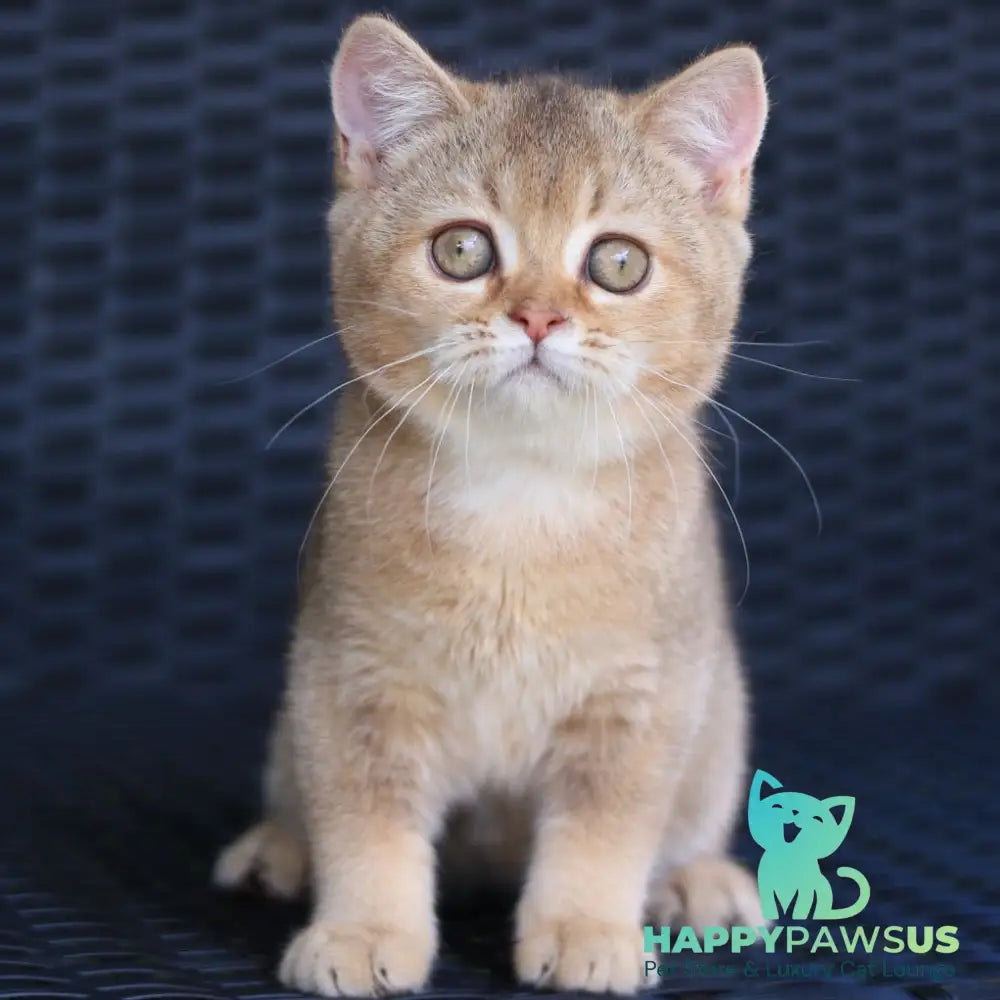 Paloma British Shorthair female chocolate golden ticked tabby - live animals