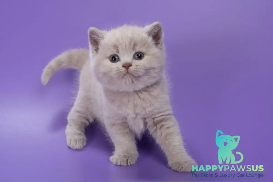 Paloma British Shorthair female lilac - live animals