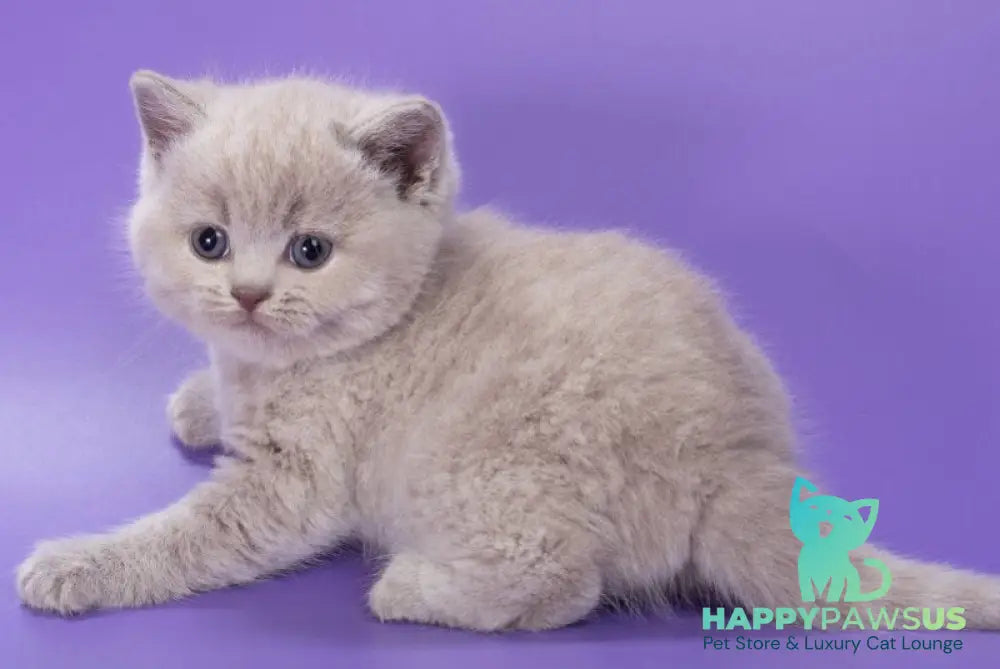 Paloma British Shorthair female lilac - live animals