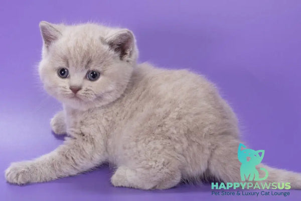 Paloma British Shorthair female lilac - live animals