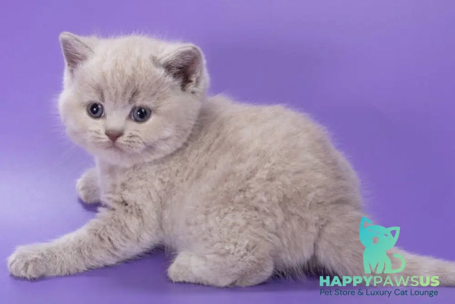 Paloma British Shorthair female lilac - live animals