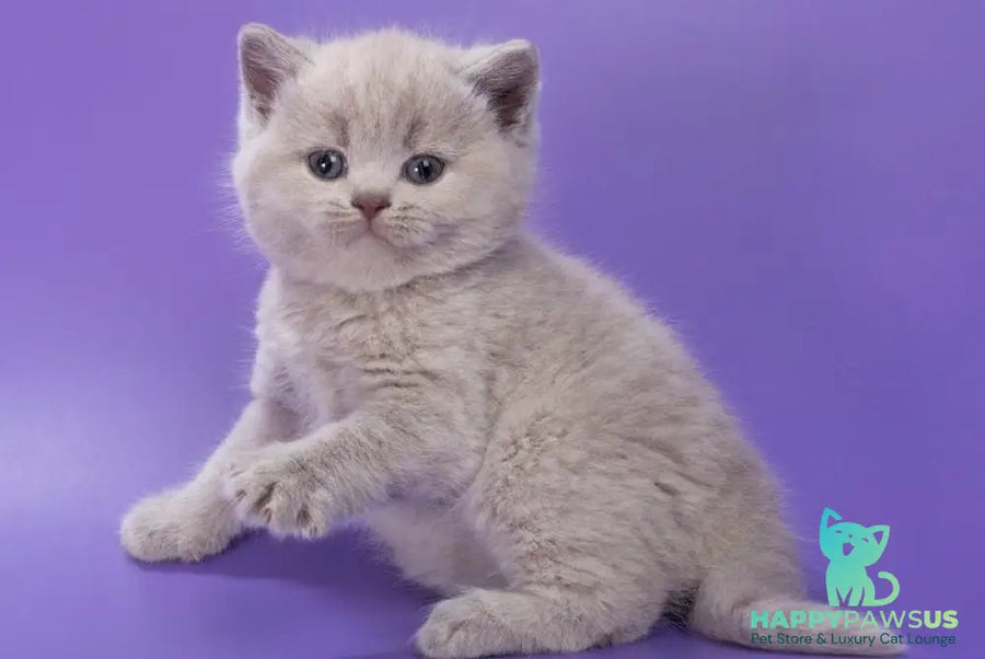 Paloma British Shorthair female lilac - live animals