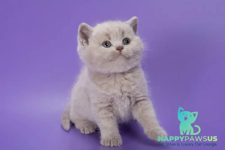 Paloma British Shorthair female lilac - live animals