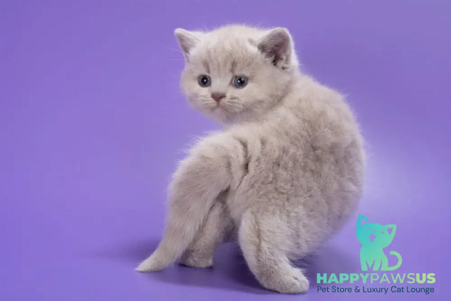 Paloma British Shorthair female lilac - live animals