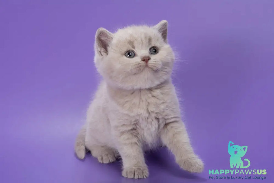 Paloma British Shorthair female lilac - live animals