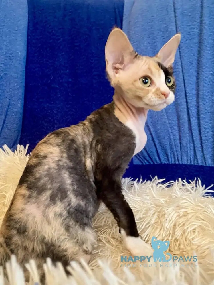 Paloma Devon Rex female black tortie bicolour live animals