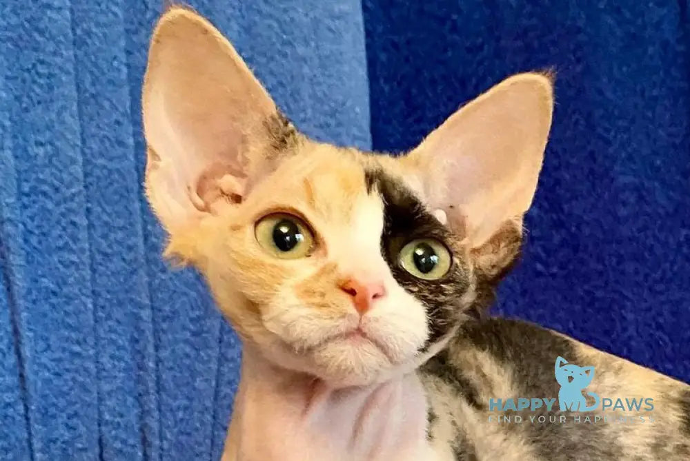 Paloma Devon Rex female black tortie bicolour live animals