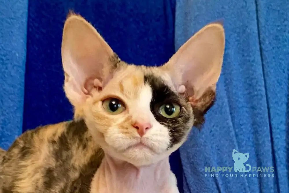 Paloma Devon Rex female black tortie bicolour live animals