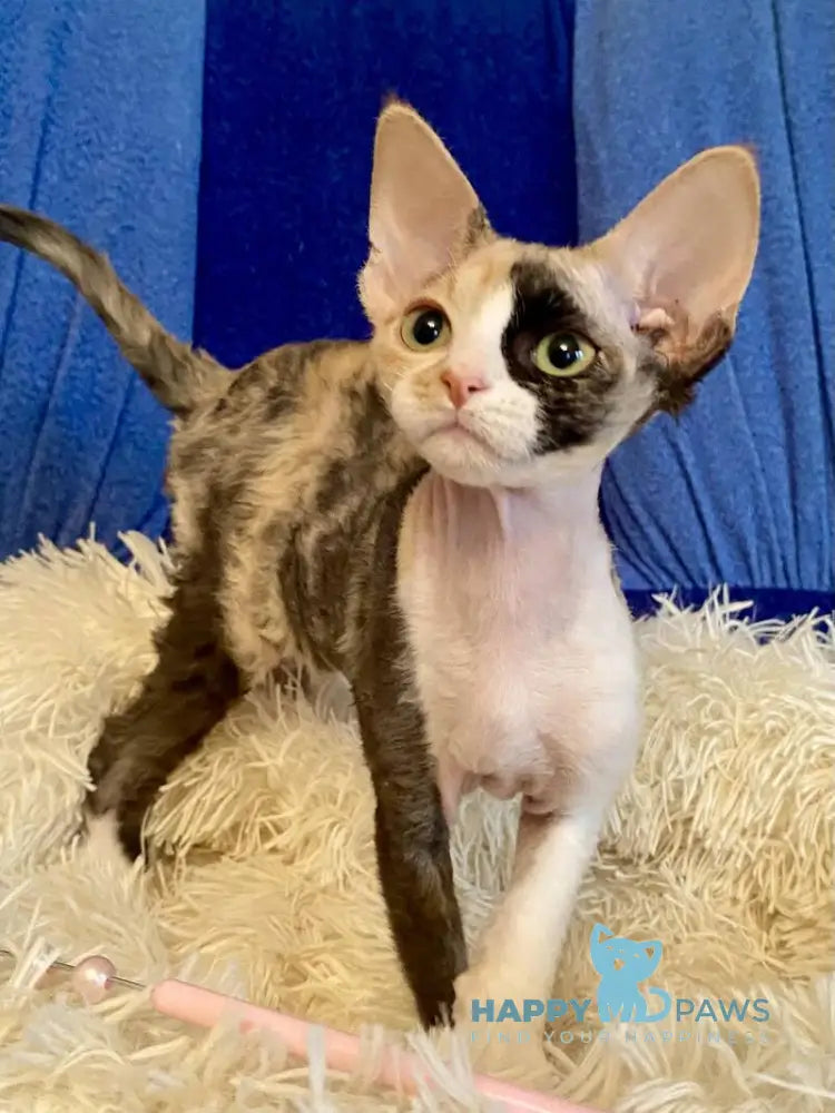 Paloma Devon Rex female black tortie bicolour live animals