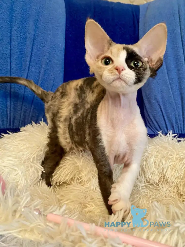 Paloma Devon Rex female black tortie bicolour live animals