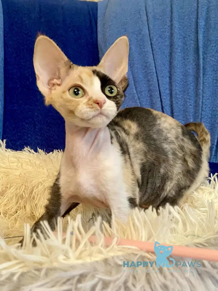 Paloma Devon Rex female black tortie bicolour live animals