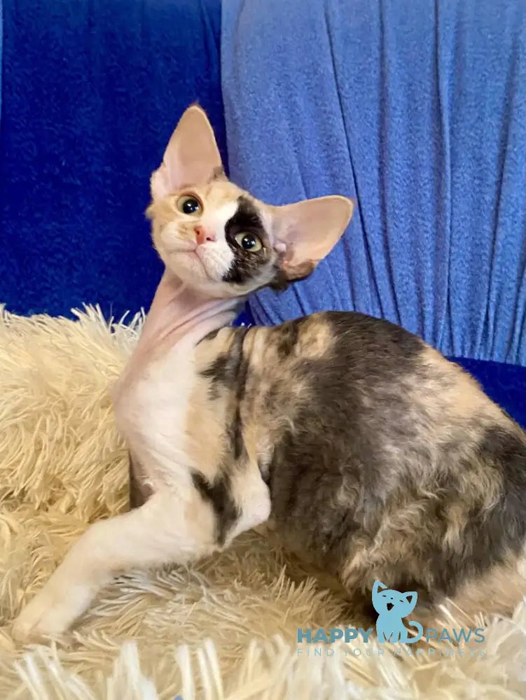 Paloma Devon Rex female black tortie bicolour live animals