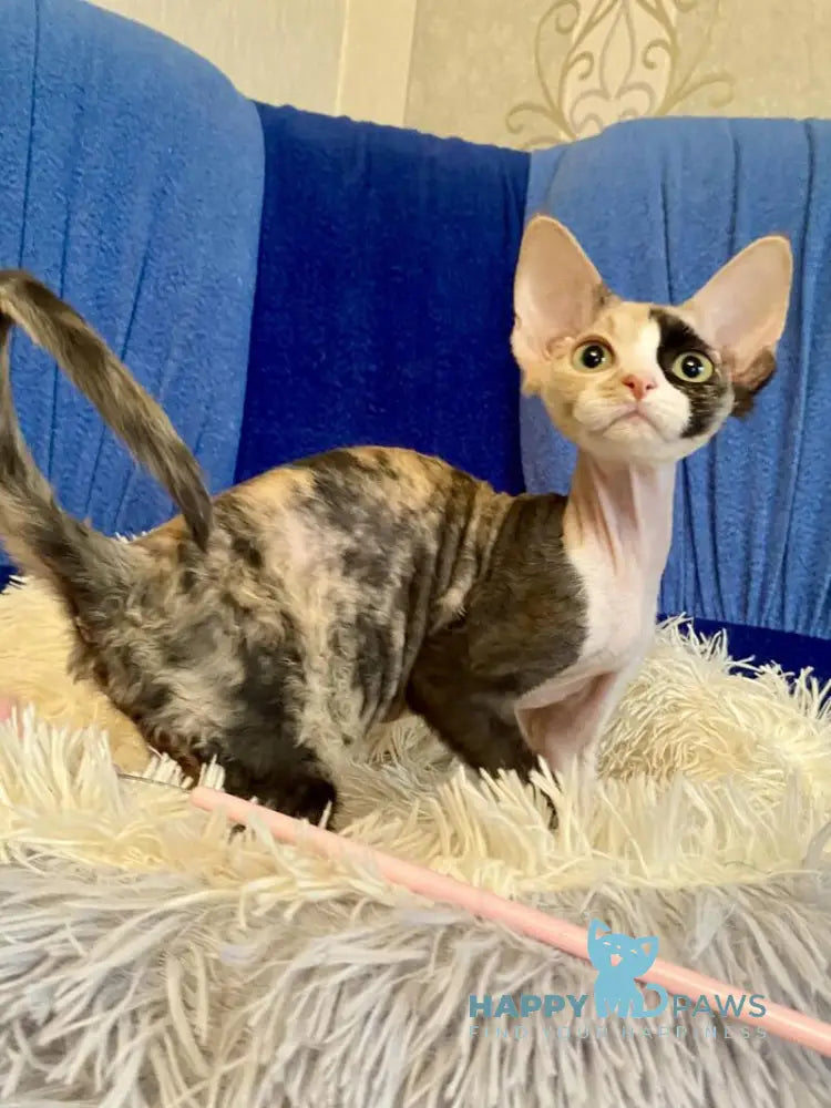 Paloma Devon Rex female black tortie bicolour live animals