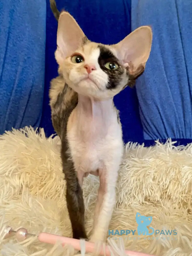 Paloma Devon Rex female black tortie bicolour live animals