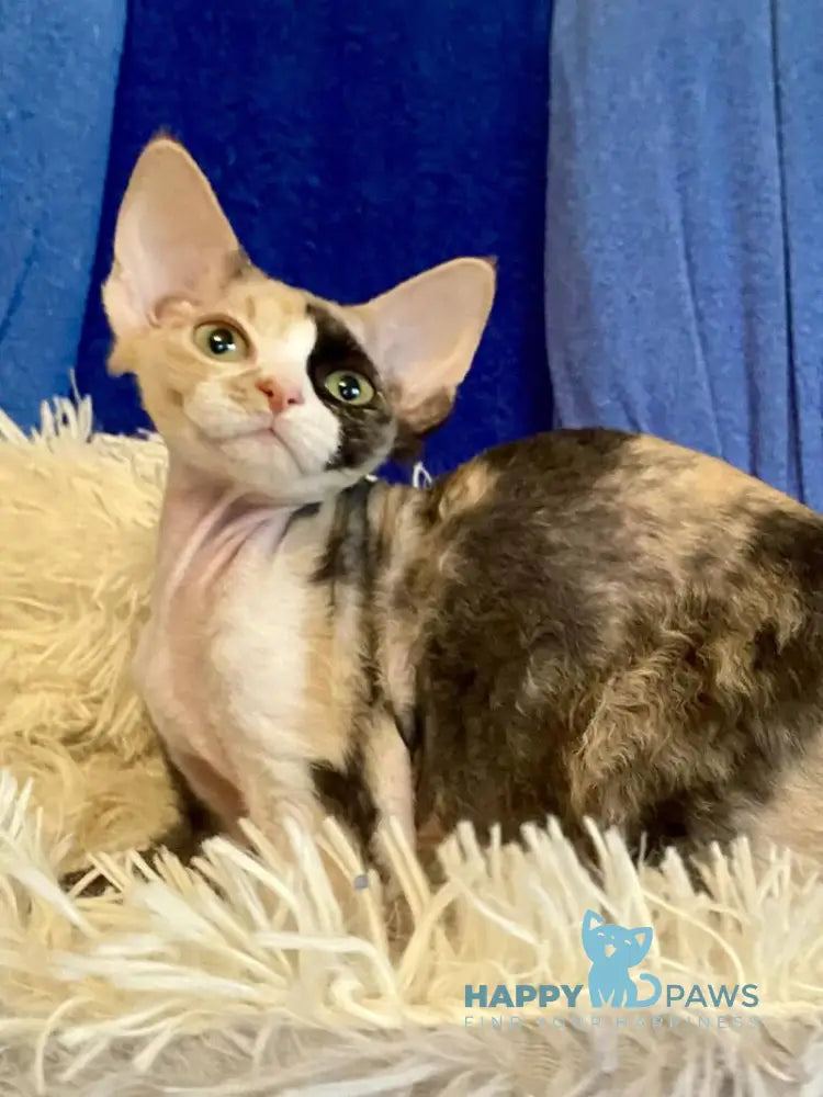 Paloma Devon Rex female black tortie bicolour live animals