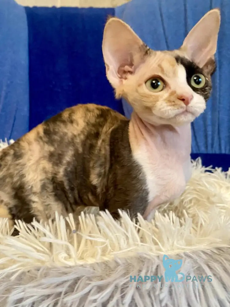 Paloma Devon Rex female black tortie bicolour live animals