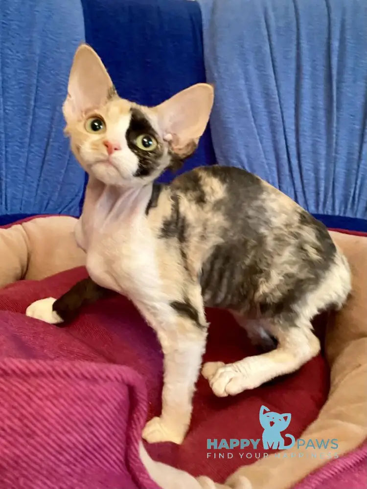 Paloma Devon Rex female black tortie bicolour live animals
