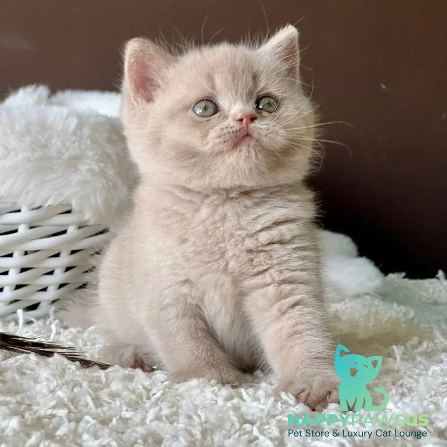 Pamela British Shorthair female fawn - live animals