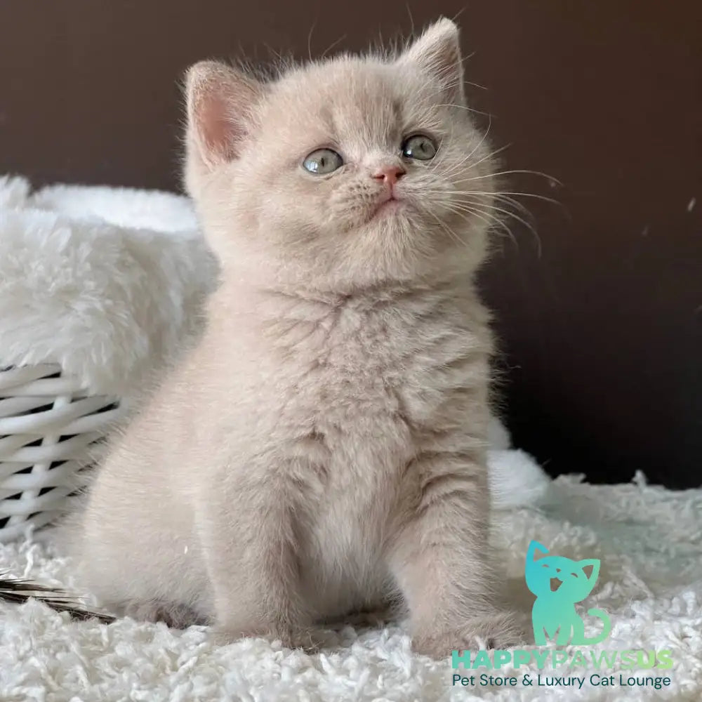 Pamela British Shorthair female fawn - live animals
