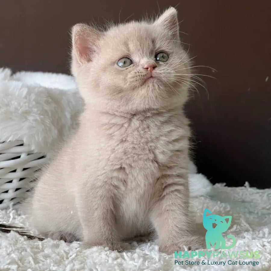 Pamela British Shorthair female fawn - live animals