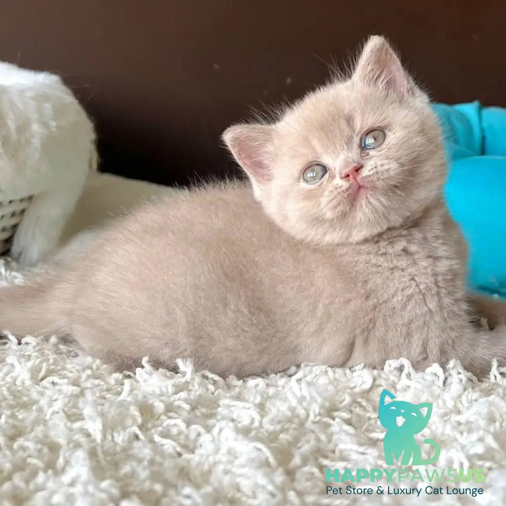 Pamela British Shorthair female fawn - live animals