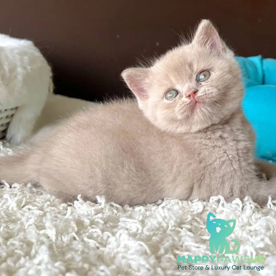 Pamela British Shorthair female fawn - live animals