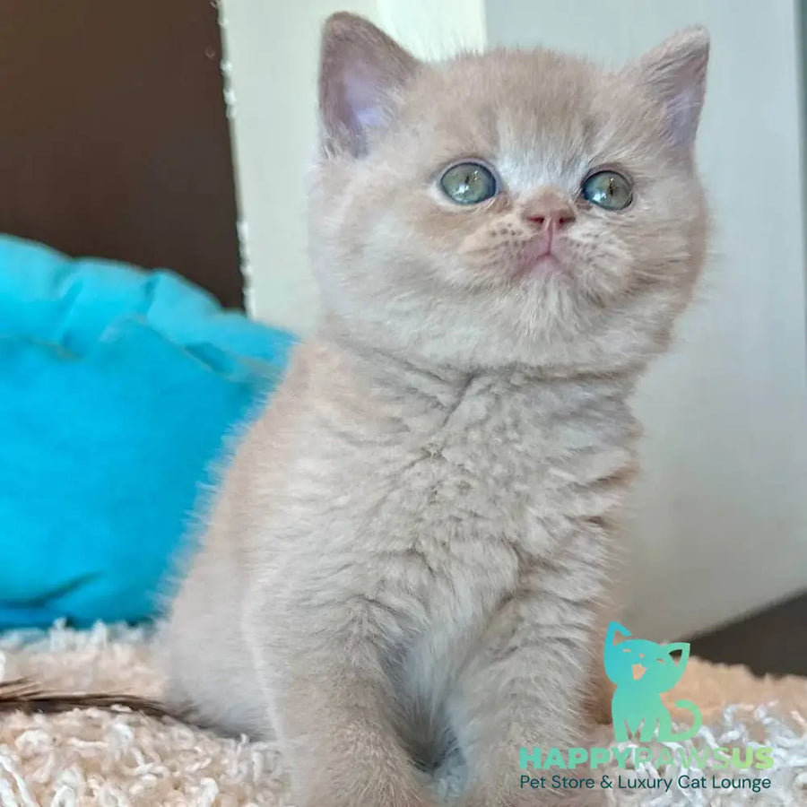 Pamela British Shorthair female fawn - live animals