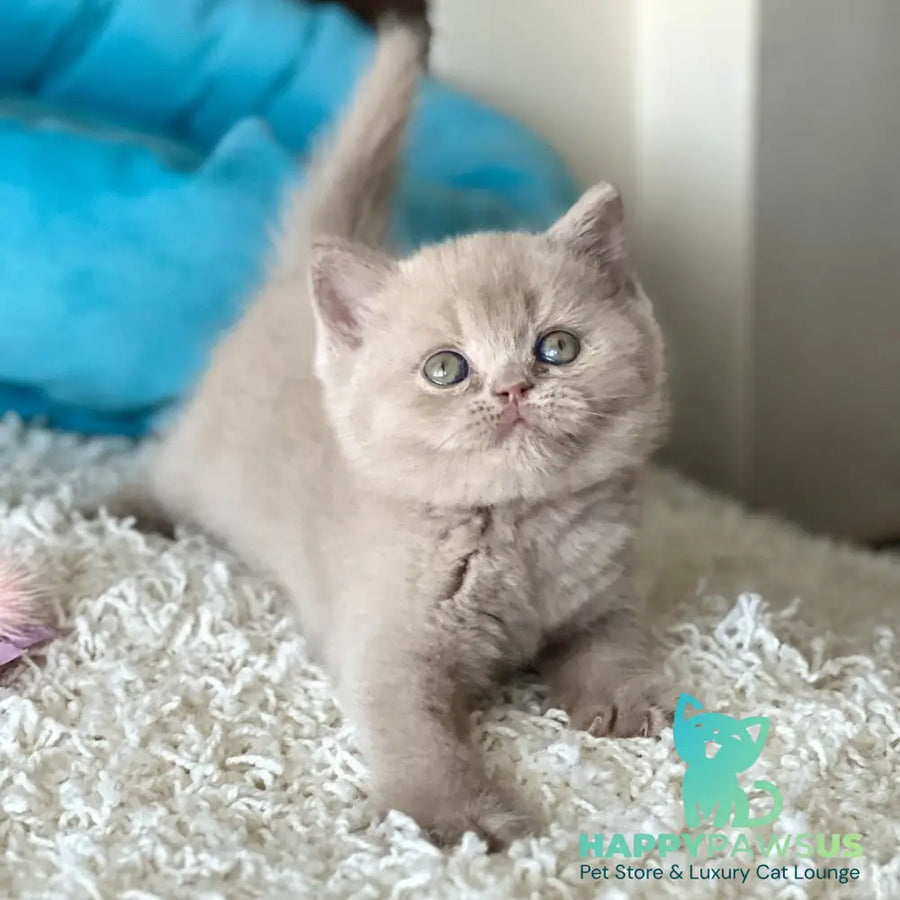 Pamela British Shorthair female fawn - live animals