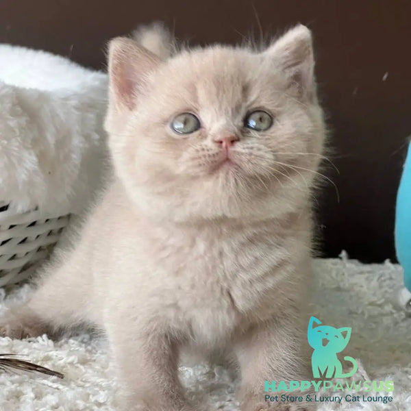 Pamela British Shorthair female fawn - live animals
