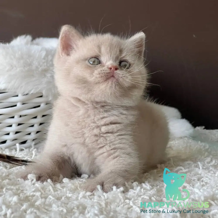Pamela British Shorthair female fawn - live animals