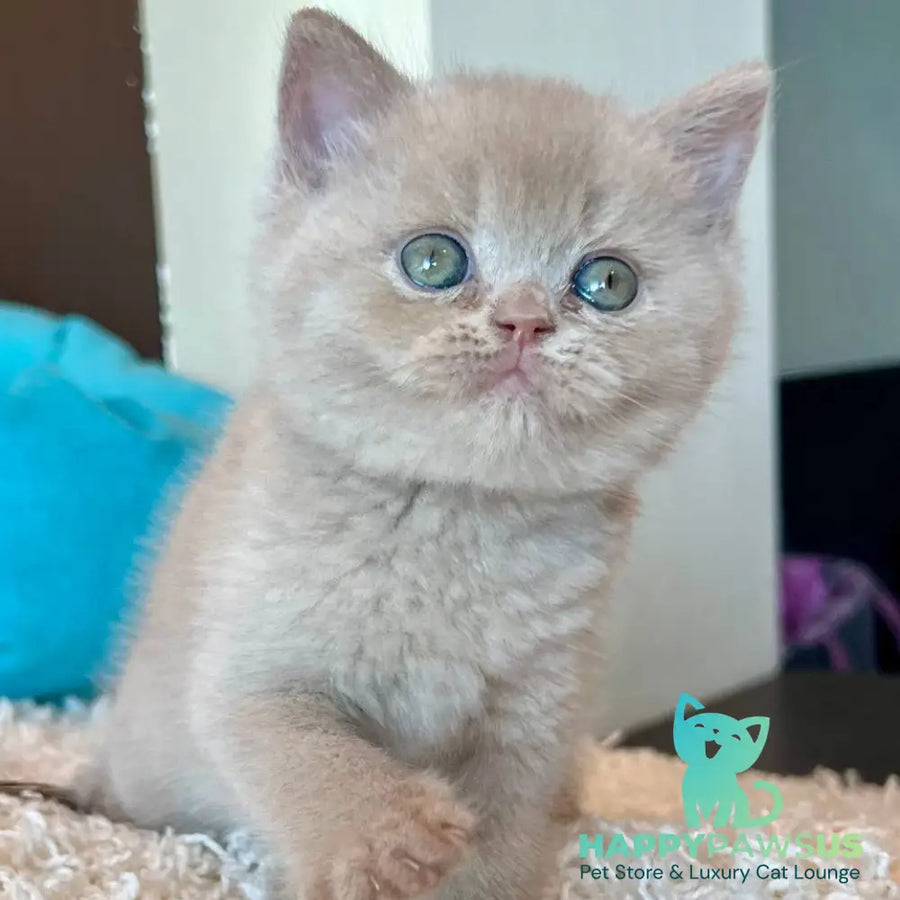 Pamela British Shorthair female fawn - live animals
