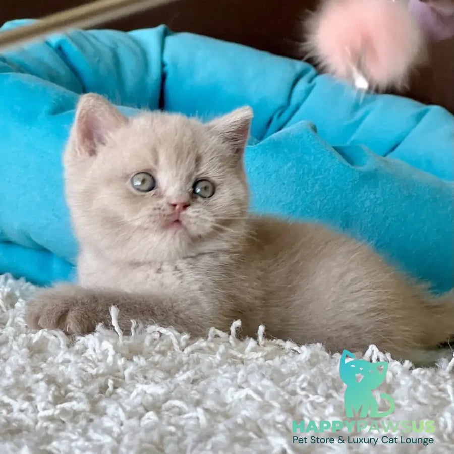 Pamela British Shorthair female fawn - live animals