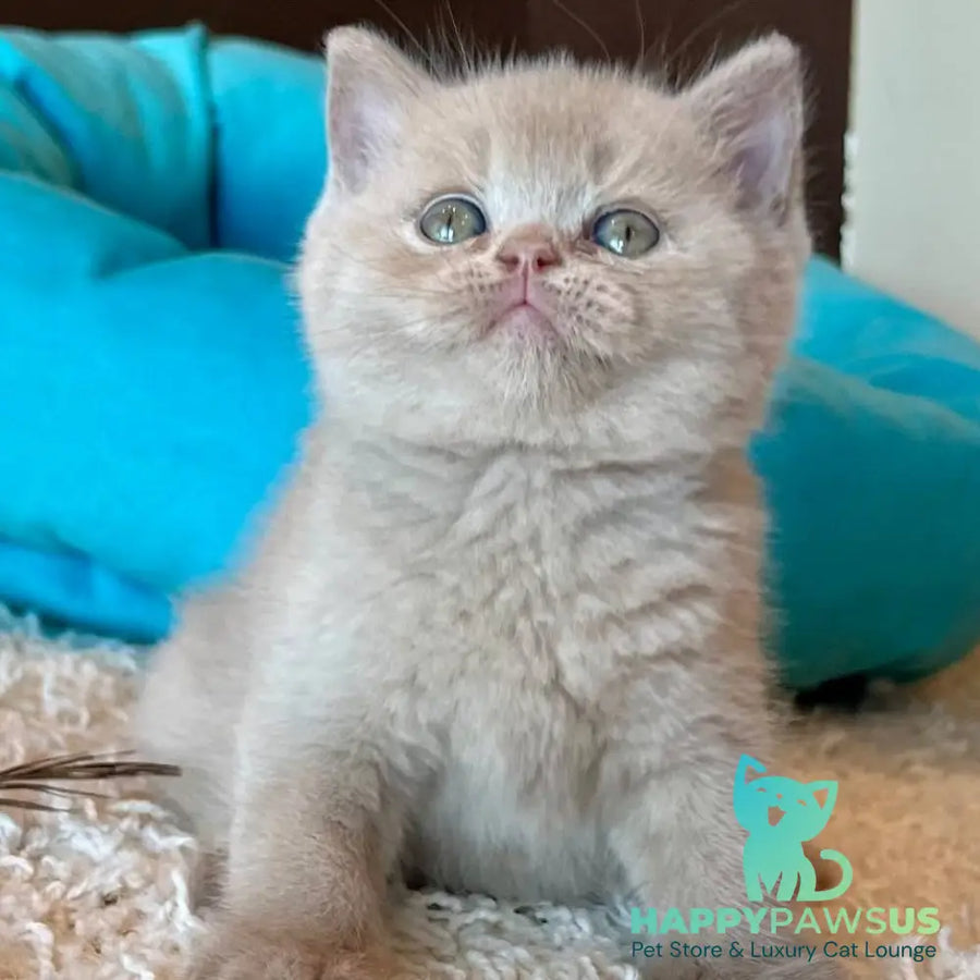 Pamela British Shorthair female fawn - live animals