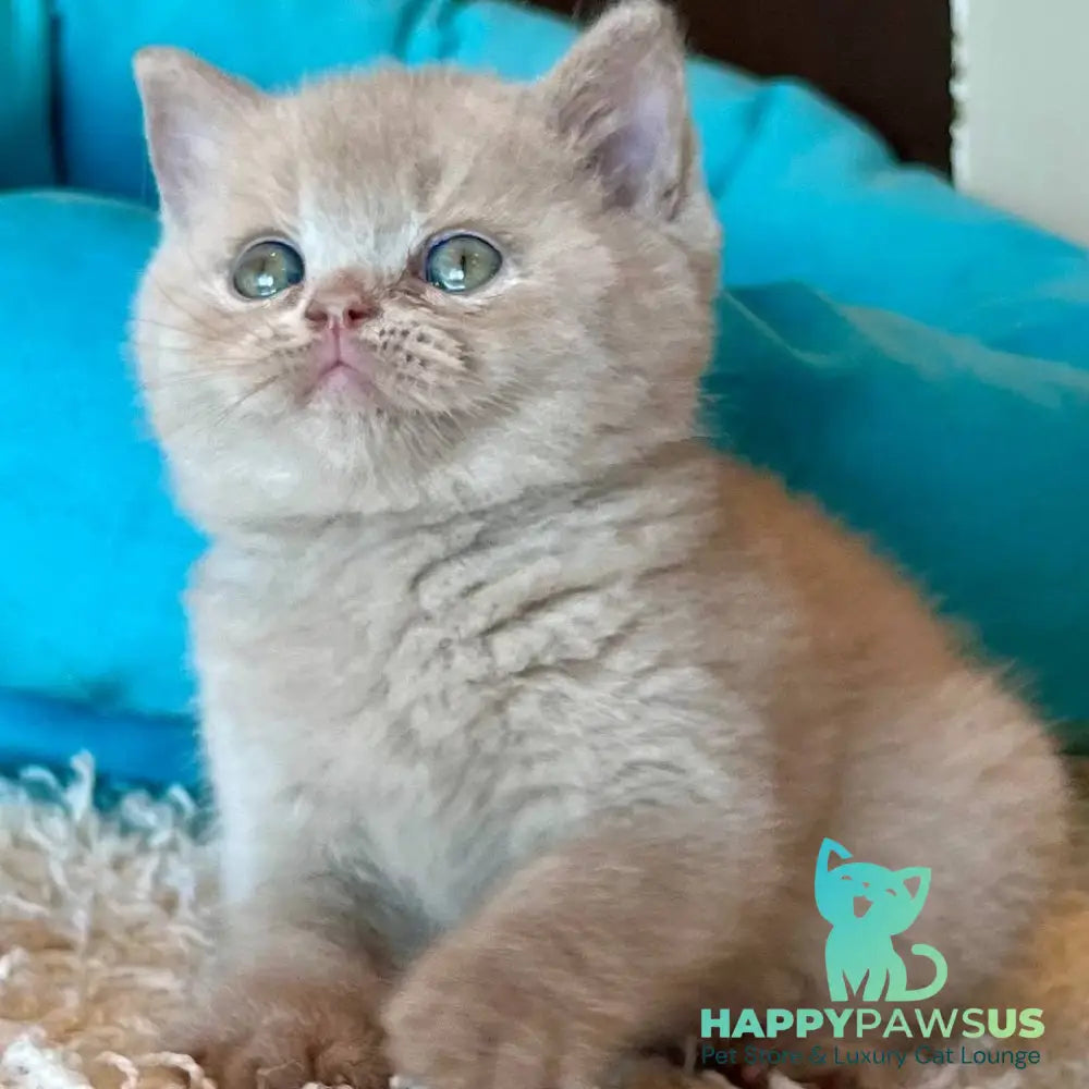 Pamela British Shorthair female fawn - live animals