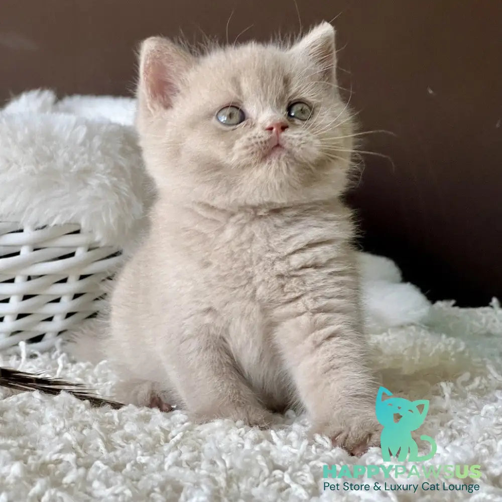 Pamela British Shorthair female fawn - live animals