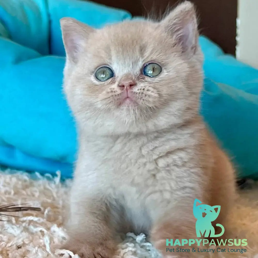 Pamela British Shorthair female fawn - live animals