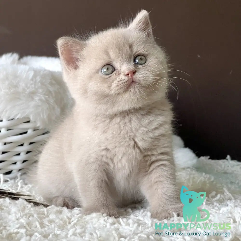 Pamela British Shorthair female fawn - live animals