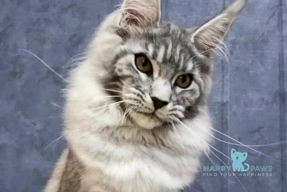Pamela Maine Coon female black silver tabby live animals