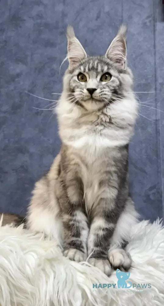 Pamela Maine Coon female black silver tabby live animals