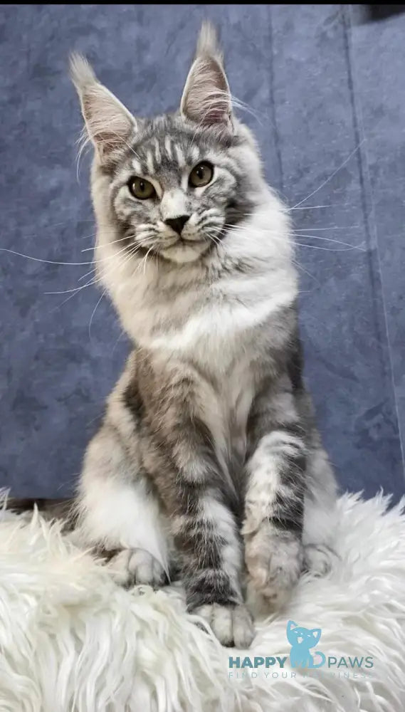 Pamela Maine Coon female black silver tabby live animals