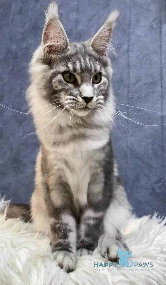 Pamela Maine Coon female black silver tabby live animals