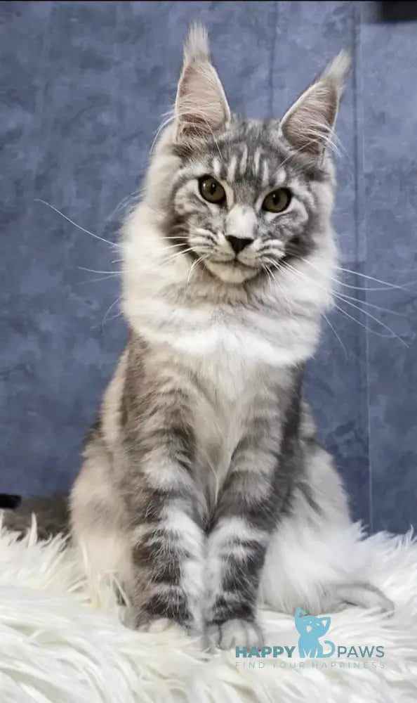 Pamela Maine Coon female black silver tabby live animals