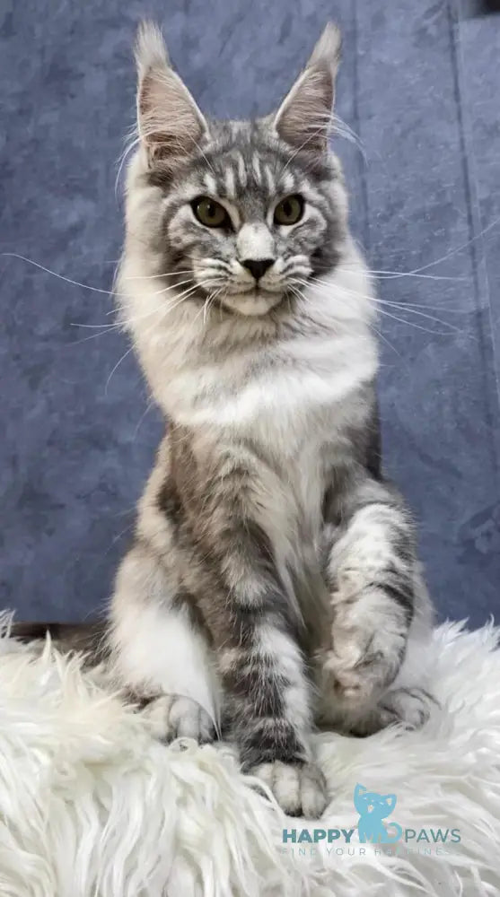 Pamela Maine Coon female black silver tabby live animals