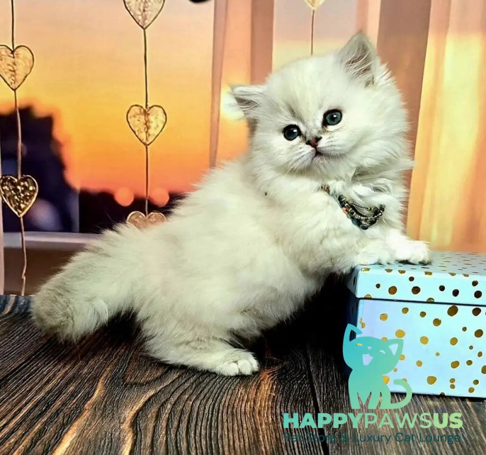 Pamela Munchkin female blue silver shaded pointed live animals