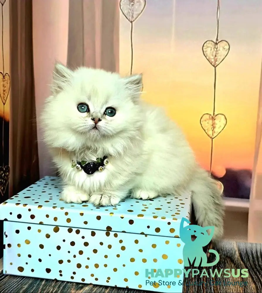 Pamela Munchkin female blue silver shaded pointed live animals