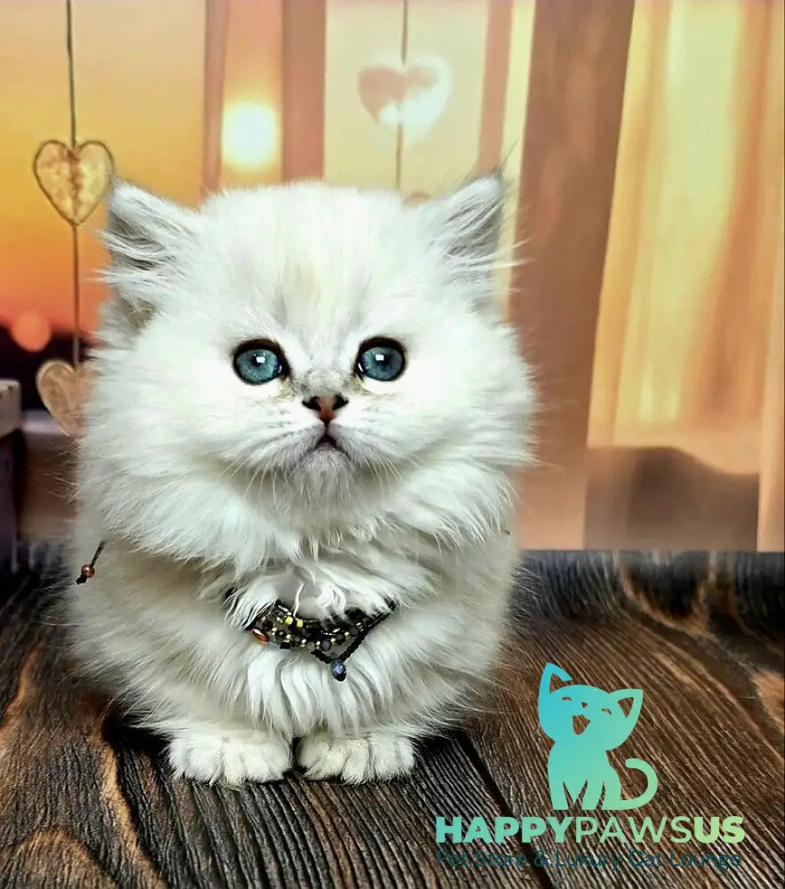 Pamela Munchkin female blue silver shaded pointed live animals