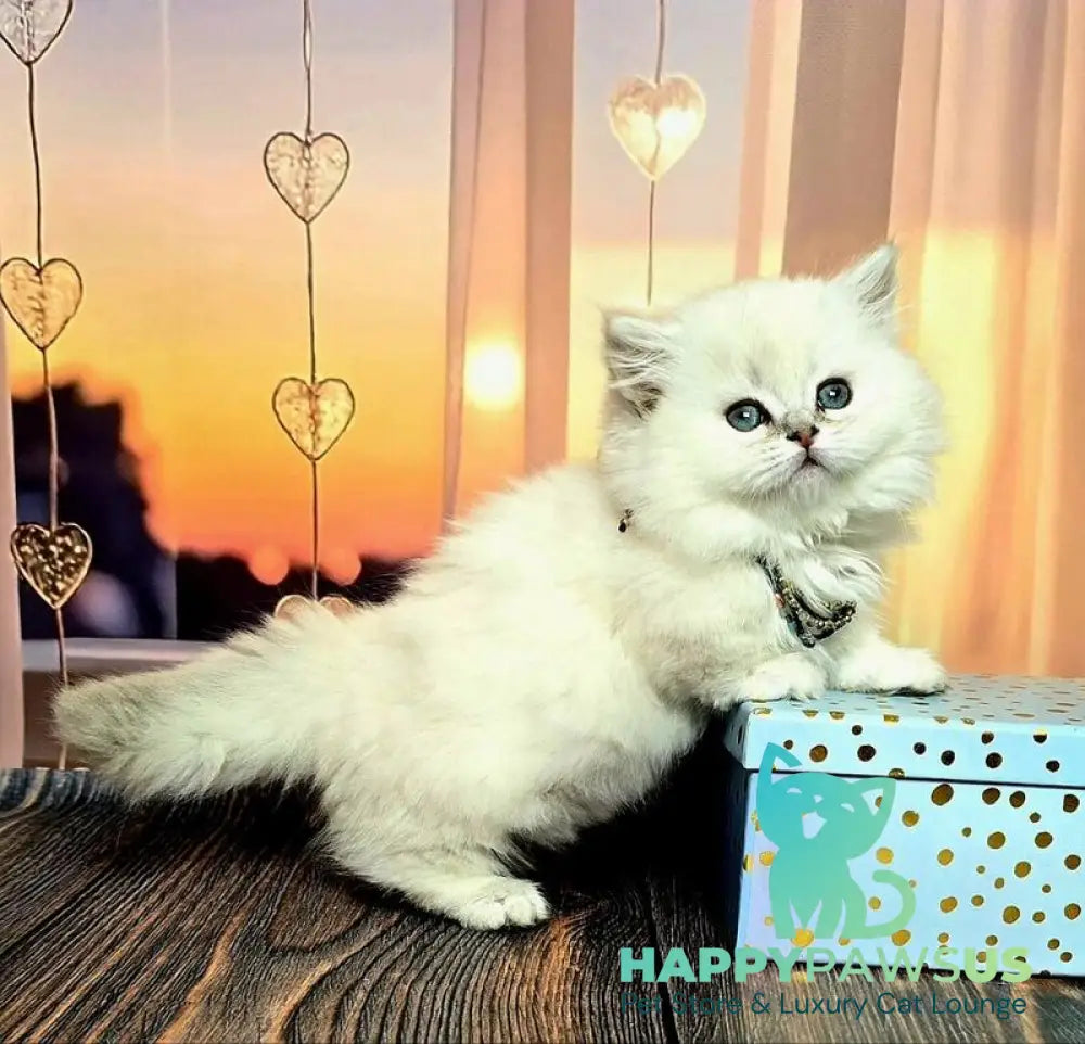 Pamela Munchkin female blue silver shaded pointed live animals