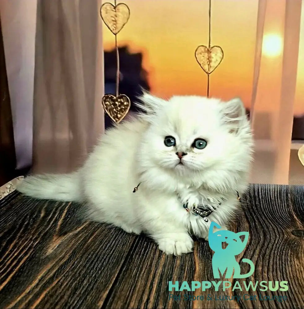 Pamela Munchkin female blue silver shaded pointed live animals