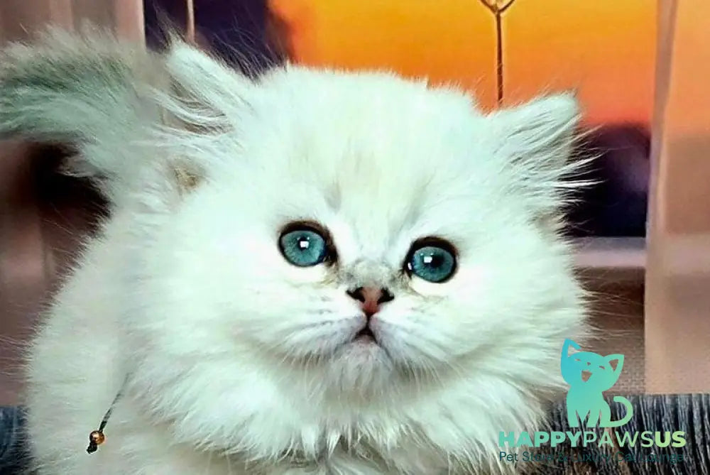 Pamela Munchkin female blue silver shaded pointed live animals