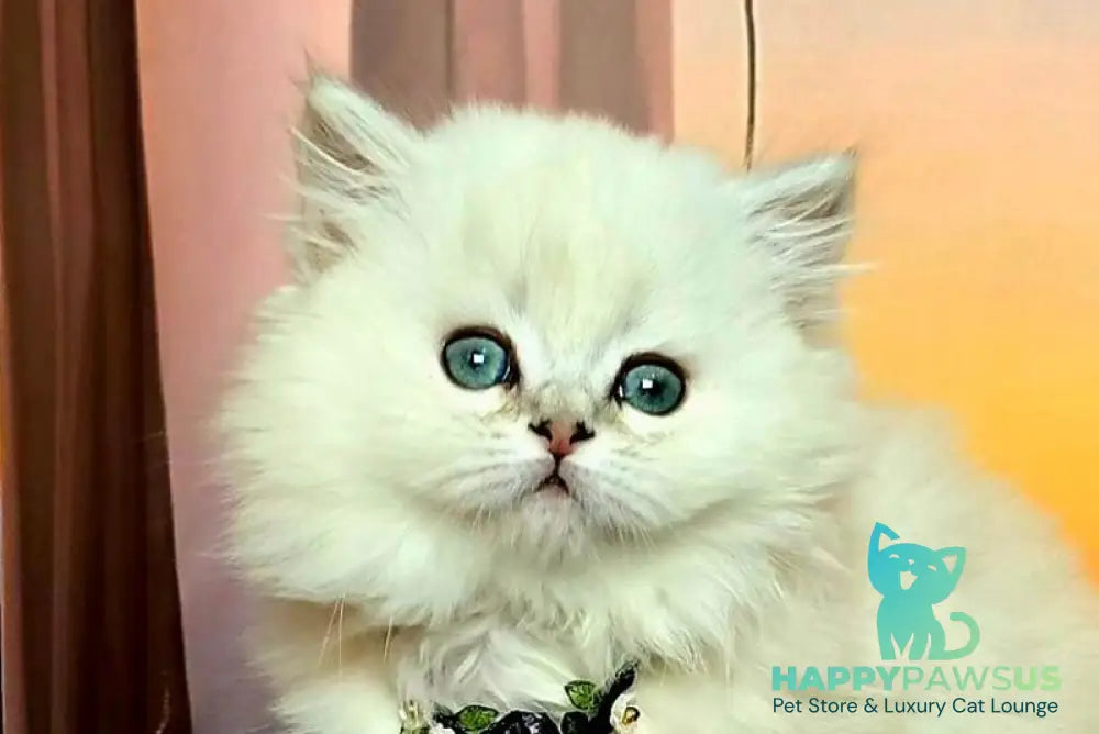 Pamela Munchkin female blue silver shaded pointed live animals